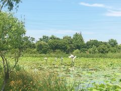 -上海长兴岛郊野公园