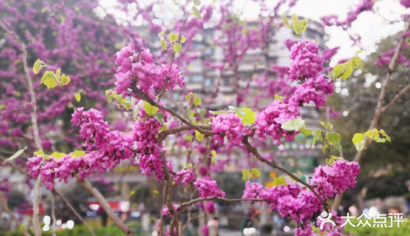 不用去公园🍃南坪商圈也能看春色