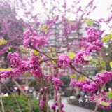 不用去公园🍃南坪商圈也能看春色