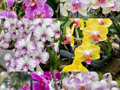 -三亚亚龙湾人间天堂鸟巢度假村