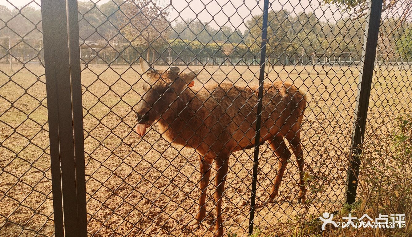 免费公园 近距离接触小动物