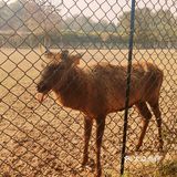 免费公园 近距离接触小动物