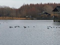 -溱湖国家湿地公园