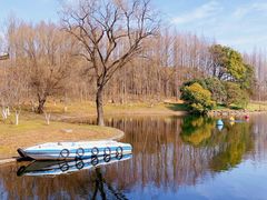 -上海共青森林公园