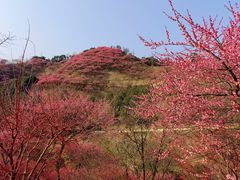 -新建村梅花