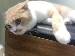 -PETKIT 小佩宠物·低压洗护·美容·寄养(安远店)