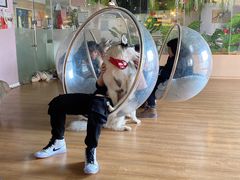 -Husky Go! 哈士奇体验馆·宠物咖啡厅狗咖