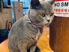 -猫小院猫主题餐厅(南锣旗舰店)