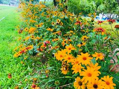 -永定河休闲森林公园