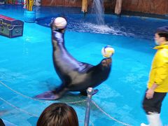 -烟台海昌鲸鲨海洋公园