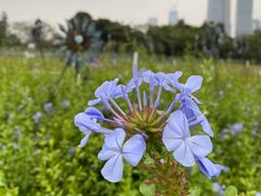 -深圳湾公园(南山区)