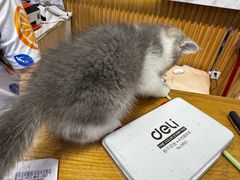 -屋虎猫馆(宝安大仟里店)