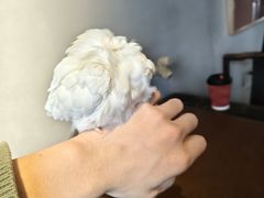 -吉丁鸟咖·异宠·寄养