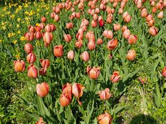 -长春公园(普阳街道)