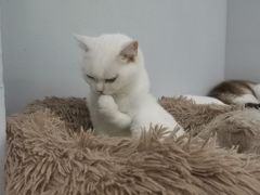 -喵的天空名猫咖啡馆·撸猫·猫舍·用品