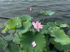 -莲花池公园