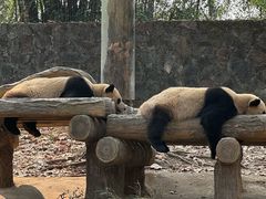 -都江堰中华大熊猫苑
