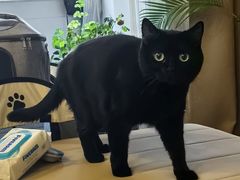 -纳吉亚猫专科动物医院(康都外科中心)