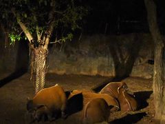 景点-清迈夜间动物园