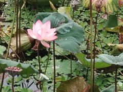-荔湾湖公园