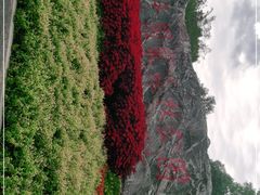 -东平国家森林公园