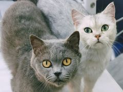 -极木²邸 人与宠物·互动社区
