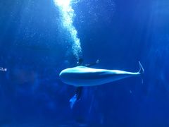 -多彩贵州城极地海洋世界