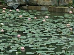 -广西壮族自治区药用植物园