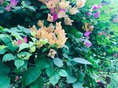 -呀路古热带植物园