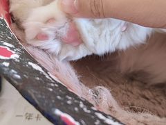 -平行世界·猫咖(首经贸店)
