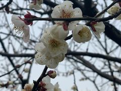 -香雪海