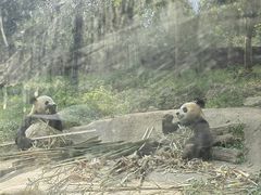 -都江堰中华大熊猫苑