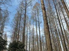 -黄海国家森林公园