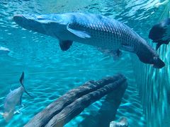 -上海海洋水族馆