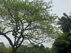 -中国科学院西双版纳热带植物园
