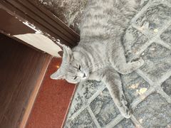 -猫岛主趣味餐厅(鼓浪屿店)