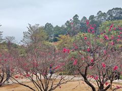 -南国桃园旅游度假区