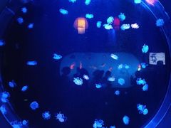 -太平洋海底世界