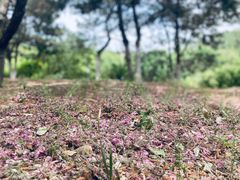 -大兴滨河森林公园