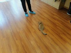 -李小姐の猫咖啡馆(五角场店)