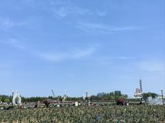 -荷兰花海