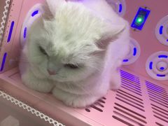 -贝康宠物医院·犬猫全科·小动物特色诊疗中心(东环路店)