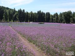 -紫海香堤香草艺术庄园