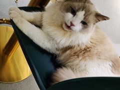 -飞行喵MR PILOT|猫舍·猫咖(静安大融城店)