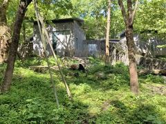 -都江堰中华大熊猫苑