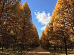 -塞罕坝国家级自然保护区