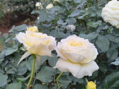 -人民公园(罗湖区)