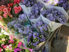 -溪岸路花鸟市场