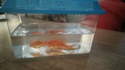 赠送亲子活动的三条小金鱼-萌宠亲子动物乐园(槐房万达店)