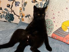 -纳吉亚猫专科动物医院·北北分院